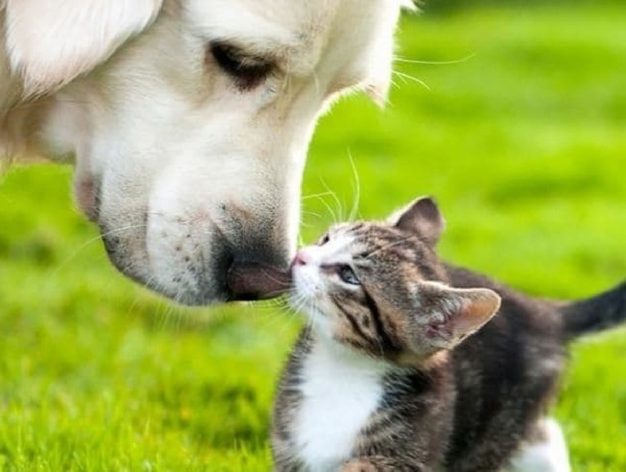 Build a win-win relationship with cats (The image is an image of a win-win between a dog and a cat)