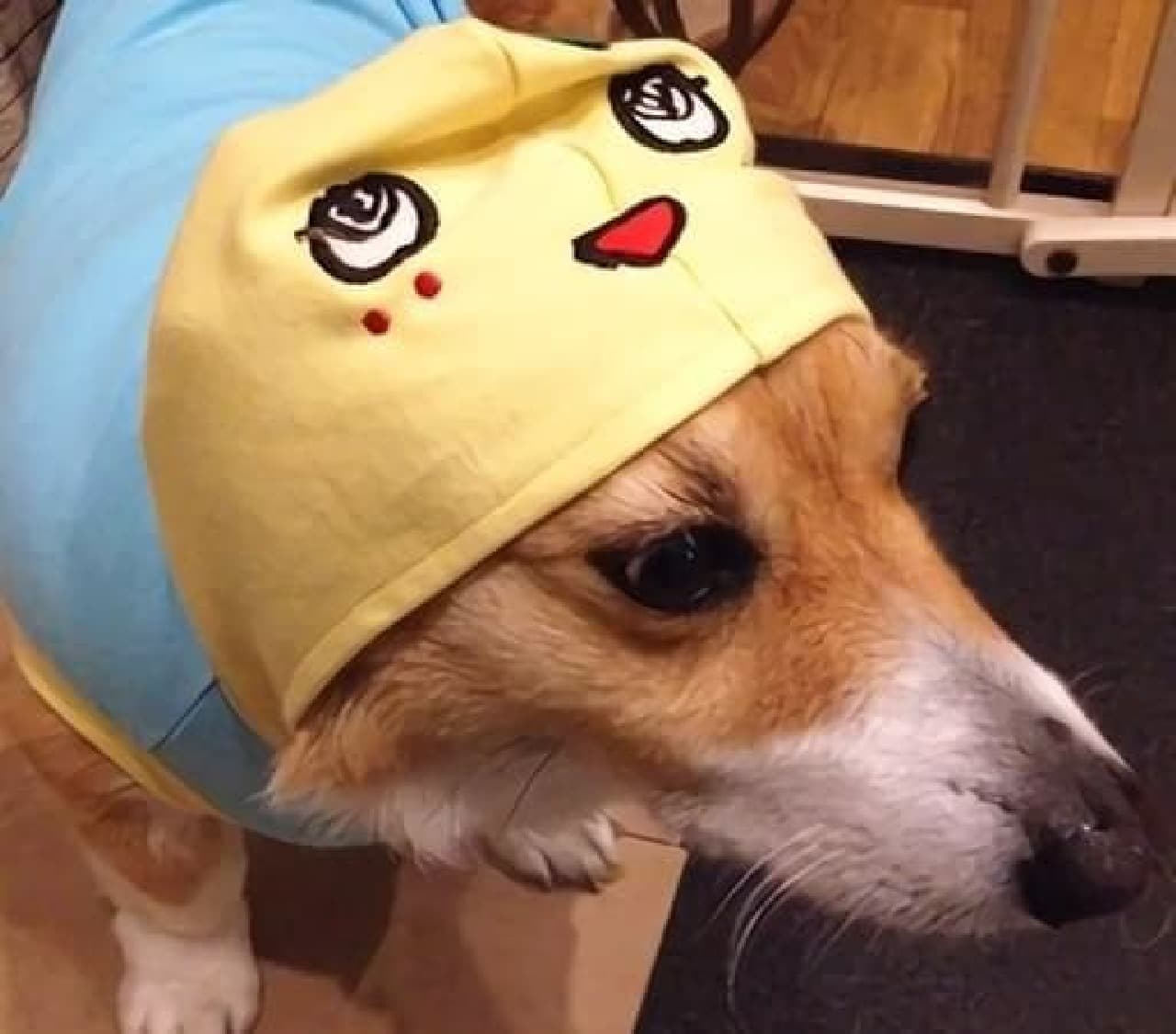 For those who want to love their dog and Funassyi at once