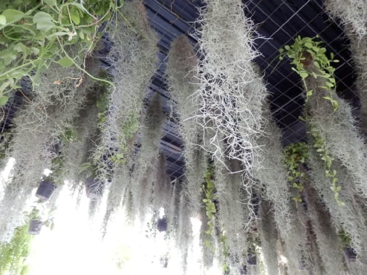 Go through the Airplants tunnel ...