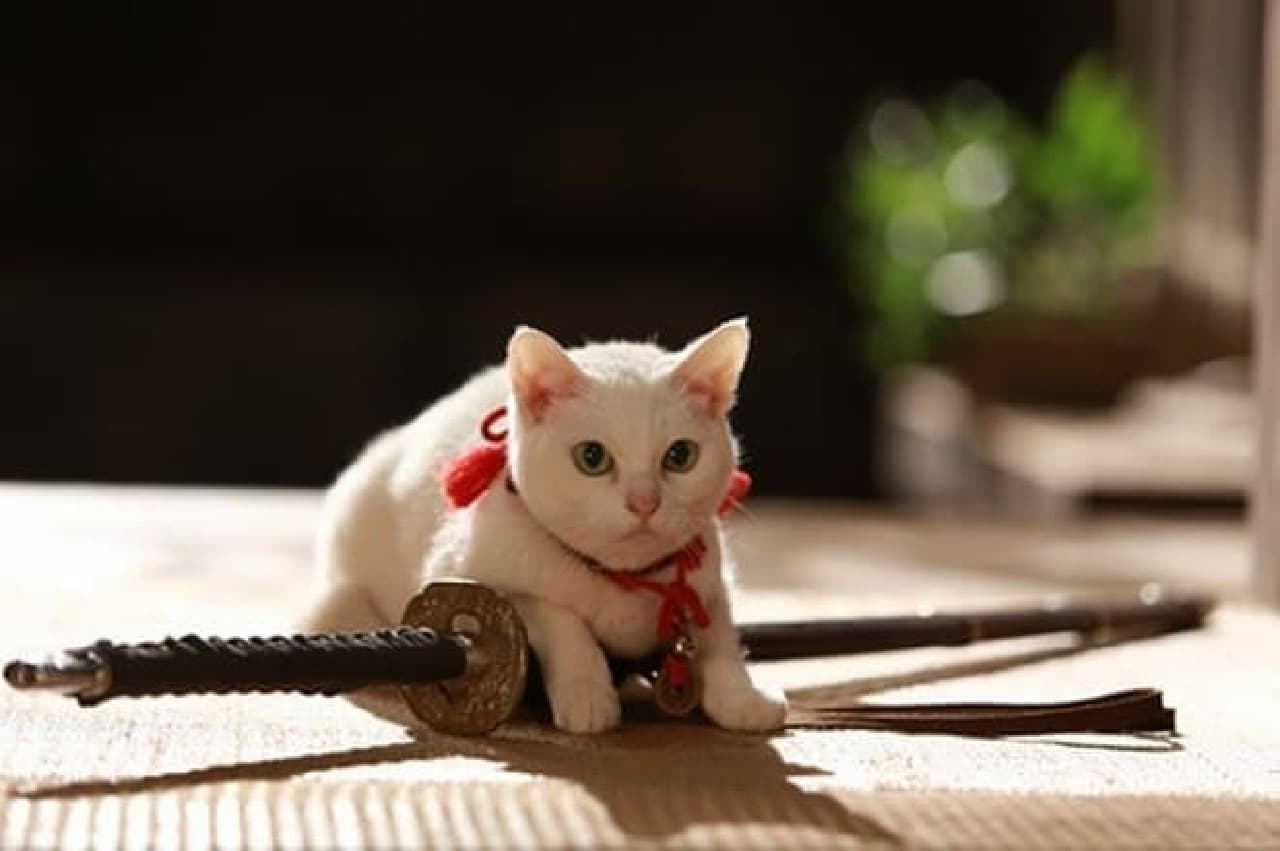 白猫 玉之丞こと あなご さん 写真撮影会を開催 映画 猫侍 南の島へ行く の公開を記念して えんウチ