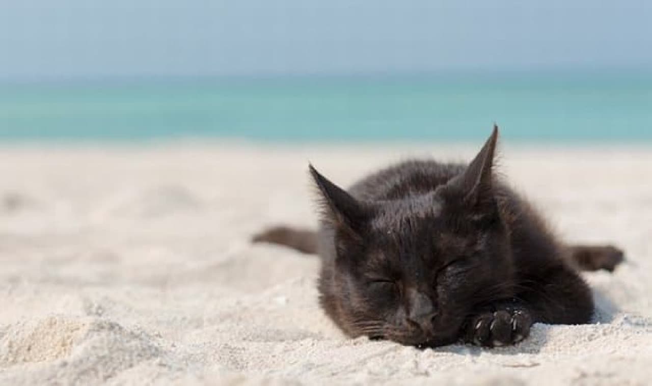 Started selling "Island Cat", a photo book of "Island Cats"