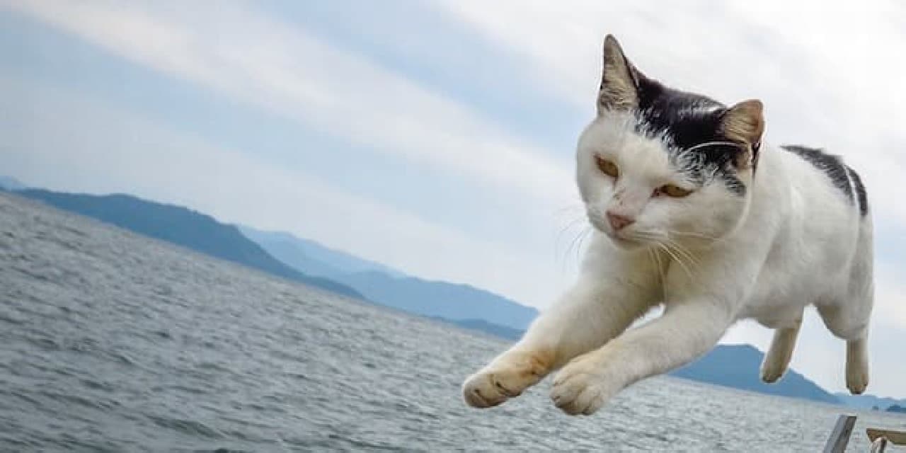 Jump cat