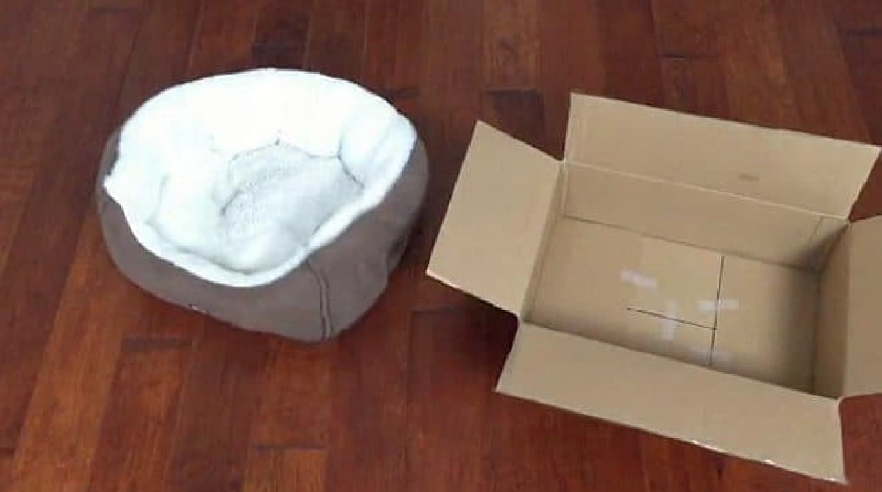 Cat bed delivered by mail order