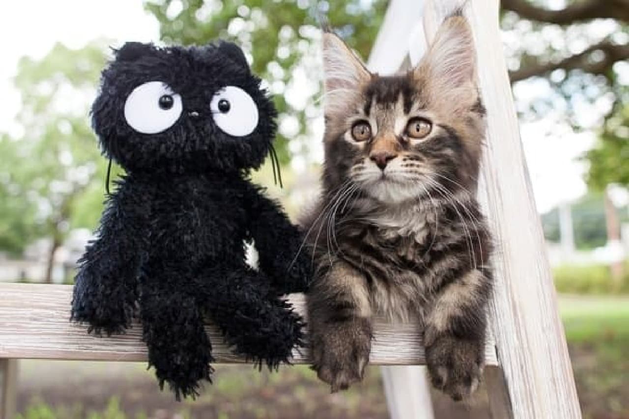 飛び猫 の五十嵐健太さんと黒猫キャラクター お願いチャクラ がコラボしています えんウチ