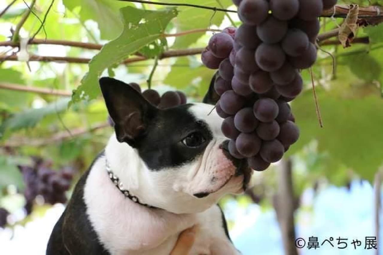 Grape pecha