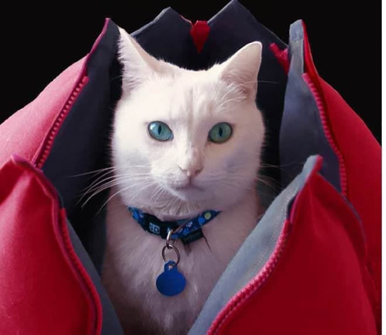 Fashionable cat bed "Nerumbo" that can be washed and carried