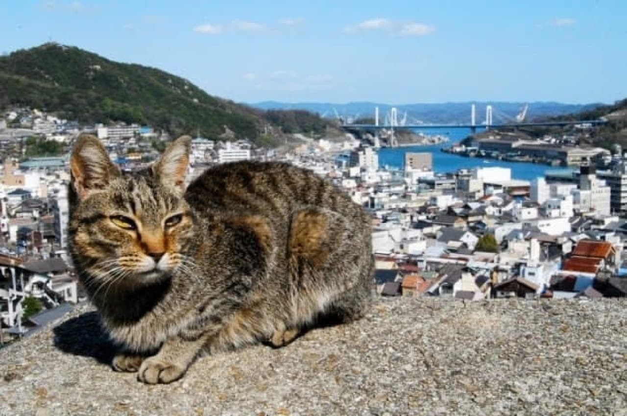 Looking for a cat in Onomichi in early spring