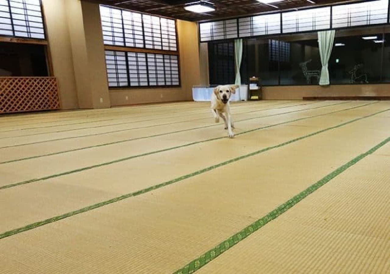 An indoor dog run with an area of 100 tatami mats, originally a large banquet hall?