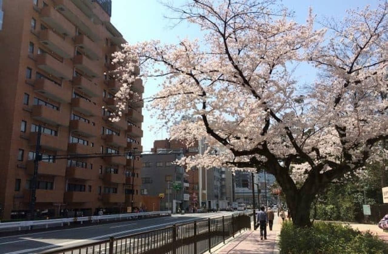 Meguro has a lot of nature in the center of the city