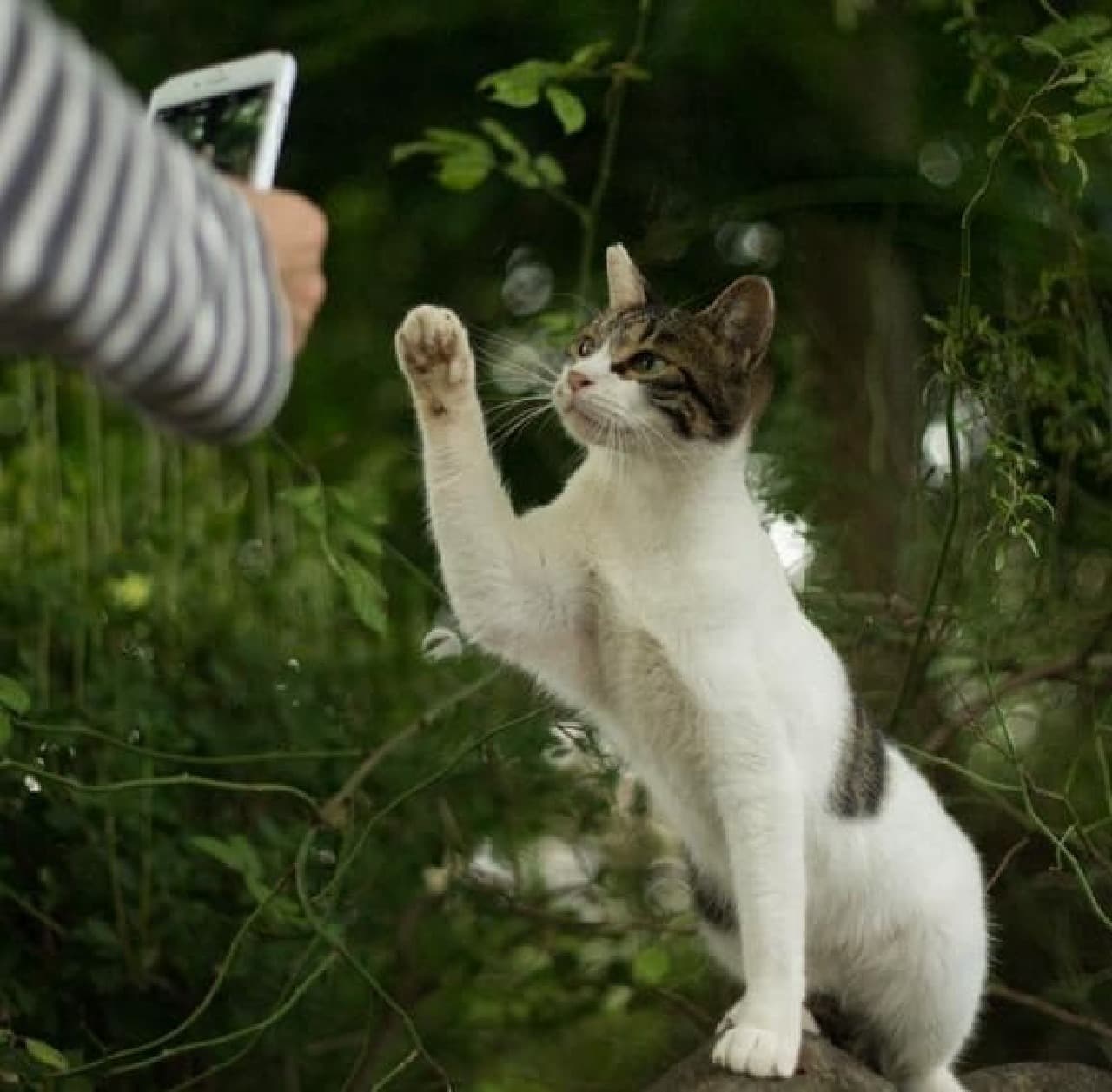 カメラの前でポーズを取るネコさん　　自発的にポーズを取ってくれるそうです