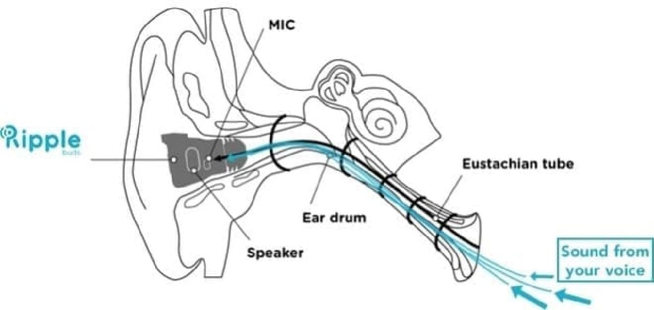 Voice is transmitted to the microphone through the Eustachian tube and eardrum
