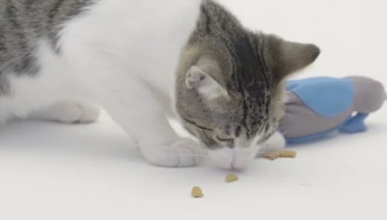 Eat dry food that rolls out from inside