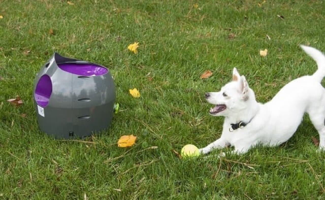 ボール遊びが大好きな犬に 自動でボールを投げ続ける Automatic Ball Launcher えんウチ