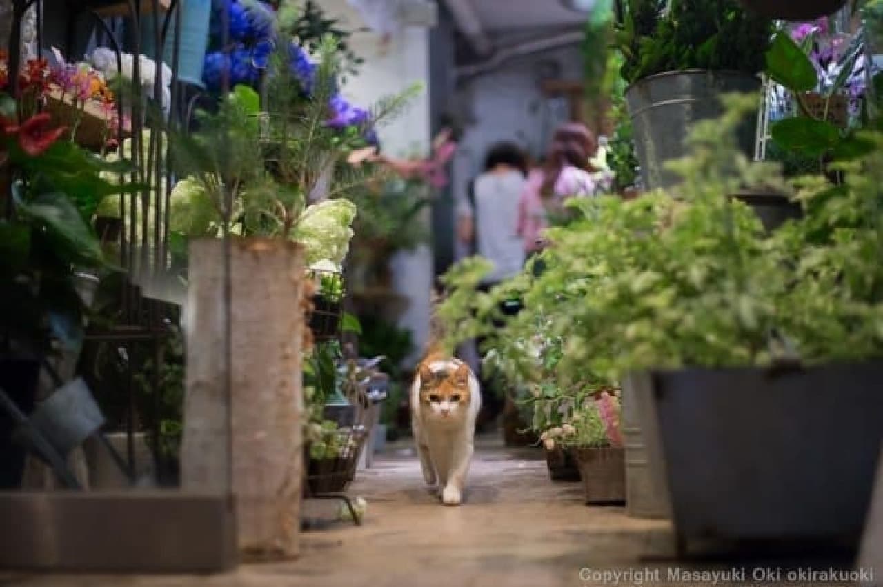 Cat photographer Masayuki Oki's work example