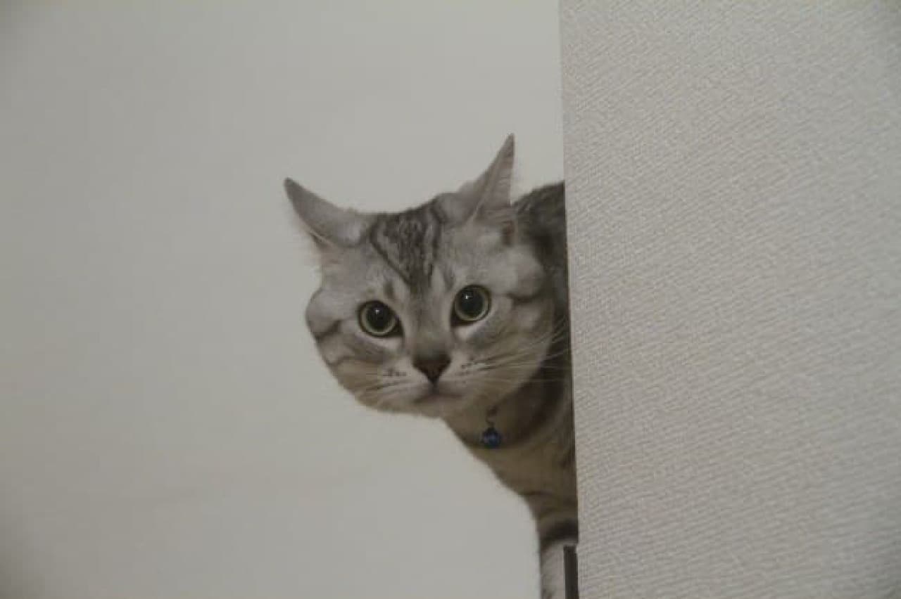 Example of "peeping cat"