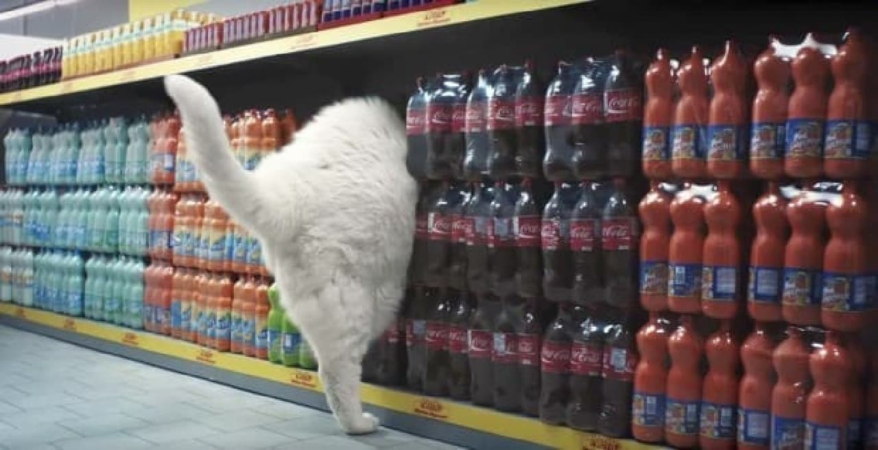 Video produced by a German supermarket: Depicting the habits of cats in narrow spaces