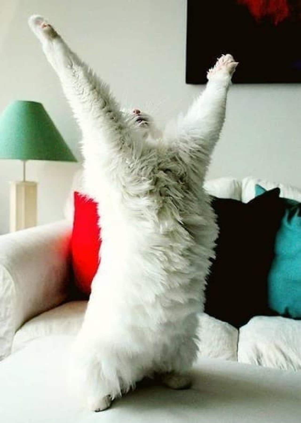 Image of a rejoicing cat
