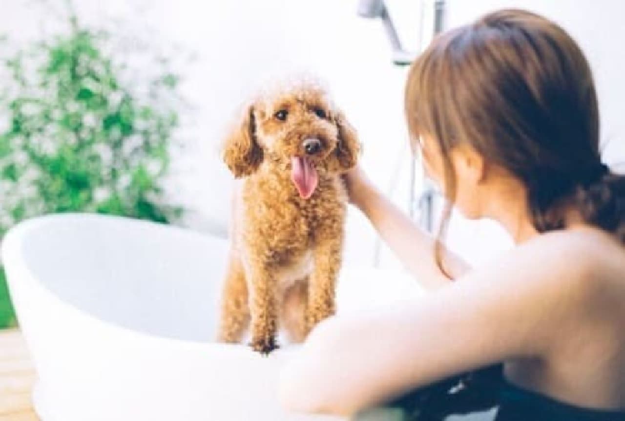 An open-air bath with a dog from "D + KIRISHIMA"