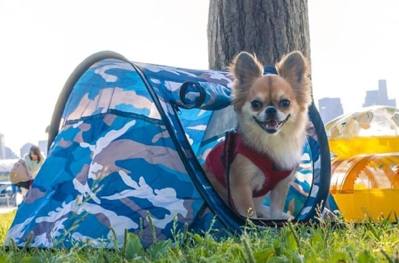 Portable pop-up tent for pets
