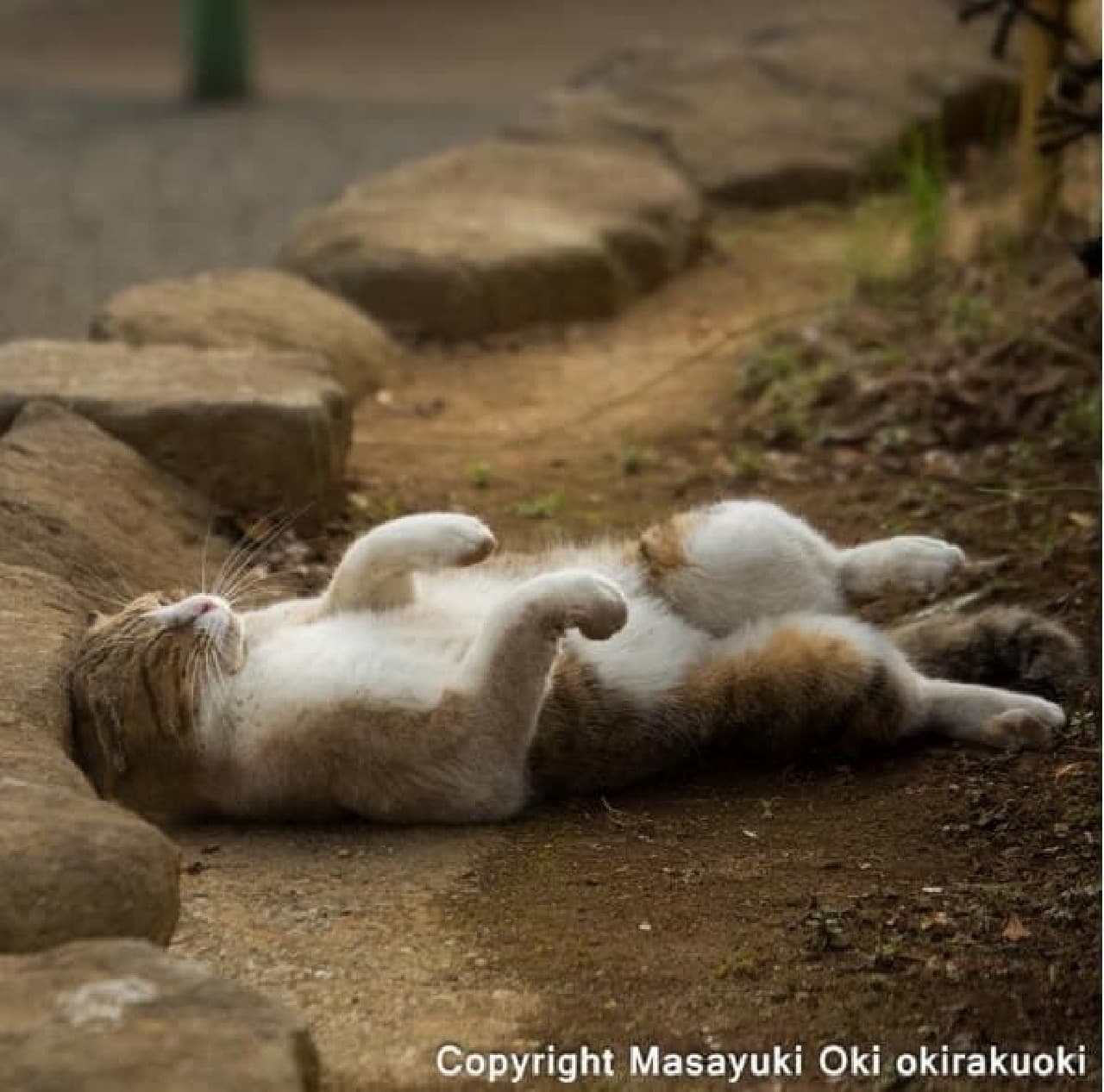 Cat photographer Masayuki Oki's work example