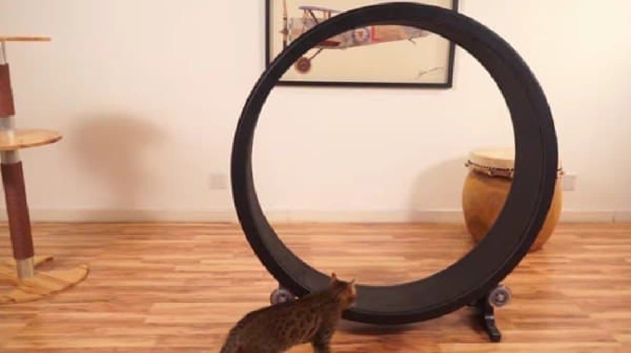 「Cat Exercise Wheel」は、ネコだけで遊べるマシン