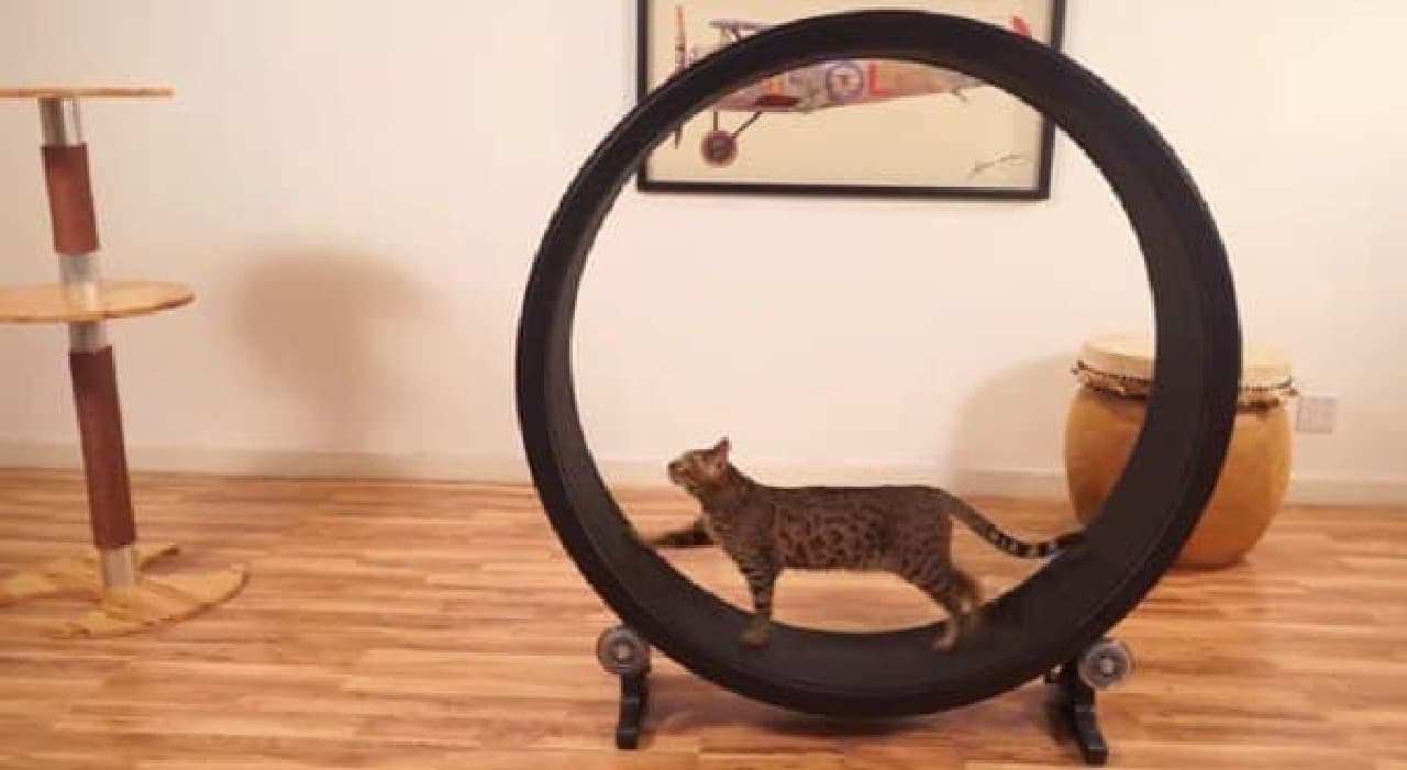 "Cat Exercise Wheel" is a machine that can be played only by cats