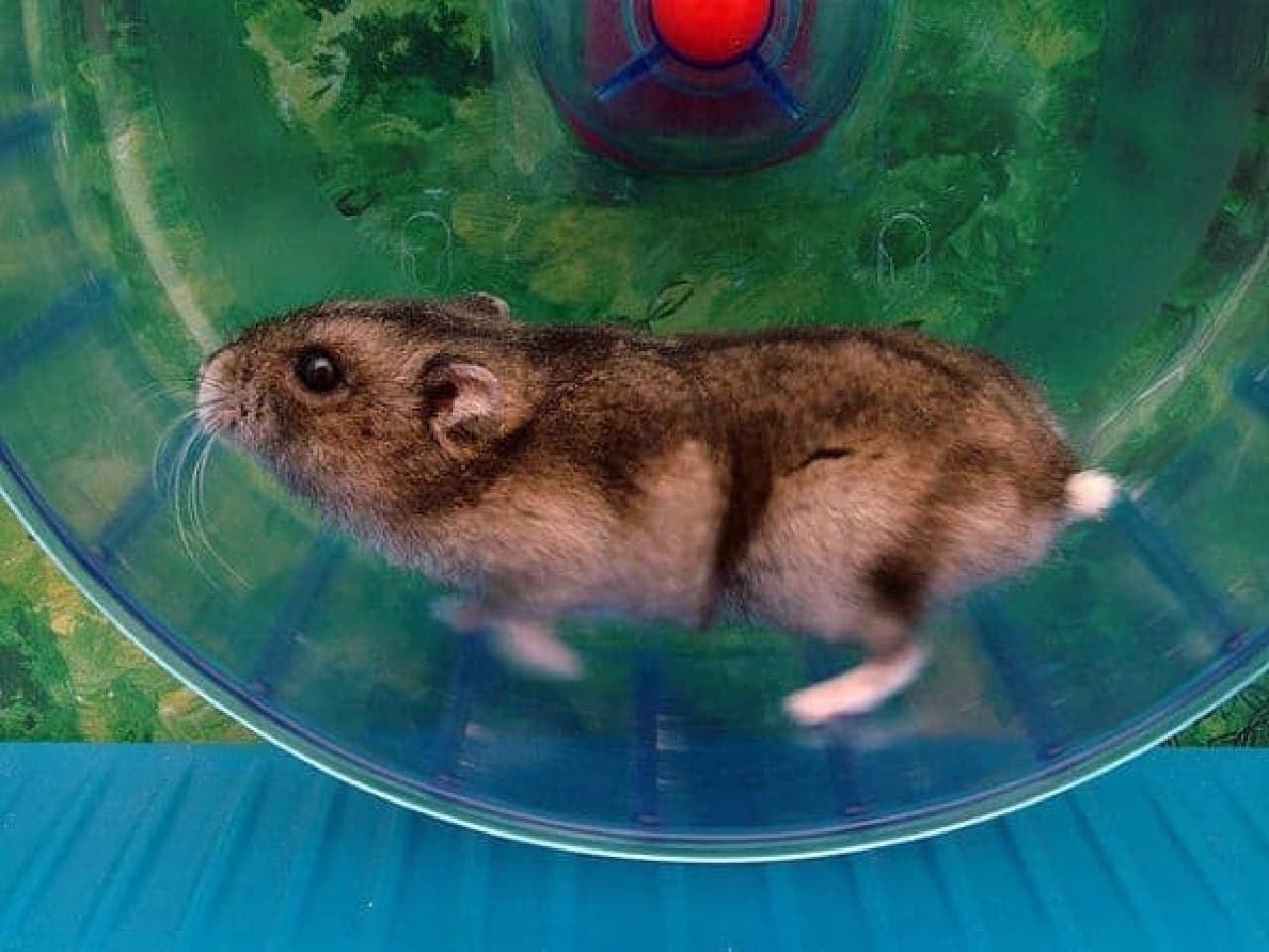 Reference image: Hamster wheel