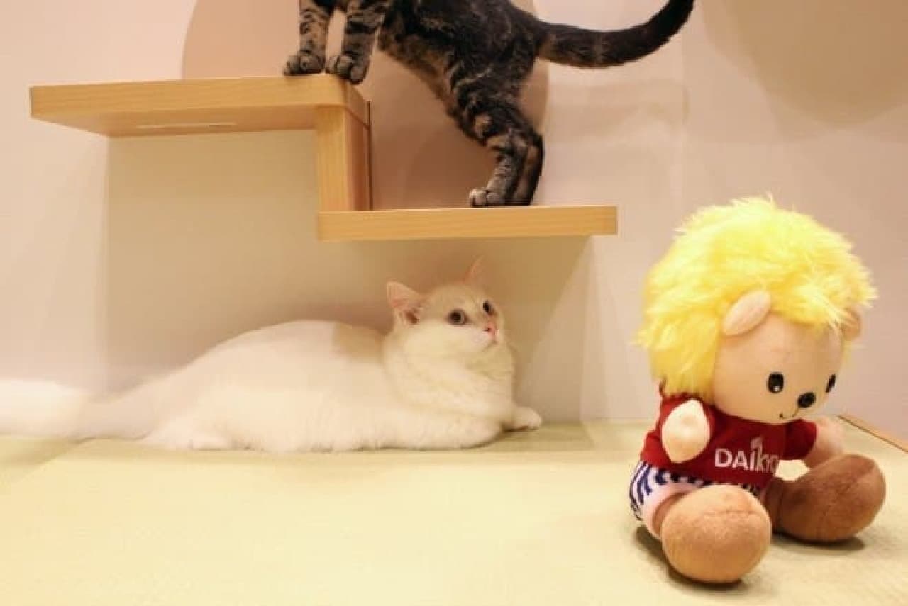 Collaboration showroom of Daikyo Remodeling Design and pet shop "Pet Plus"