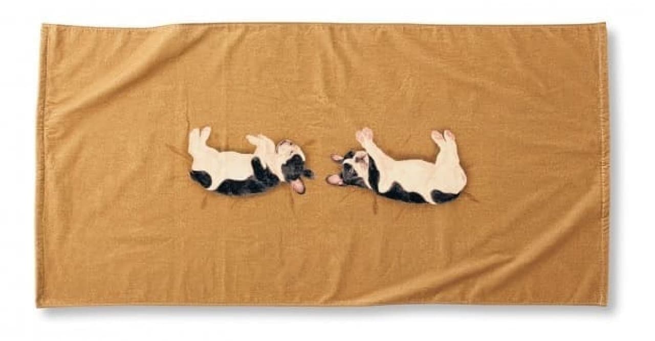 YOU + MORE! Discover a fluffy bed! Bath towel party where puppies are sleeping