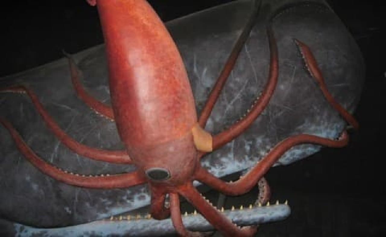 Reference image: Giant squid