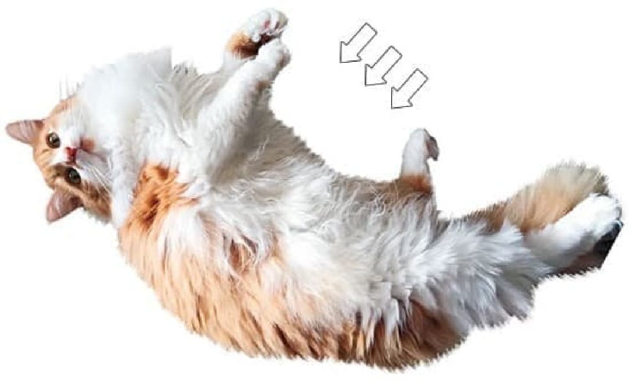 フェリシモ猫部「もふもふ胸毛に顔をうずめる 猫タオル」