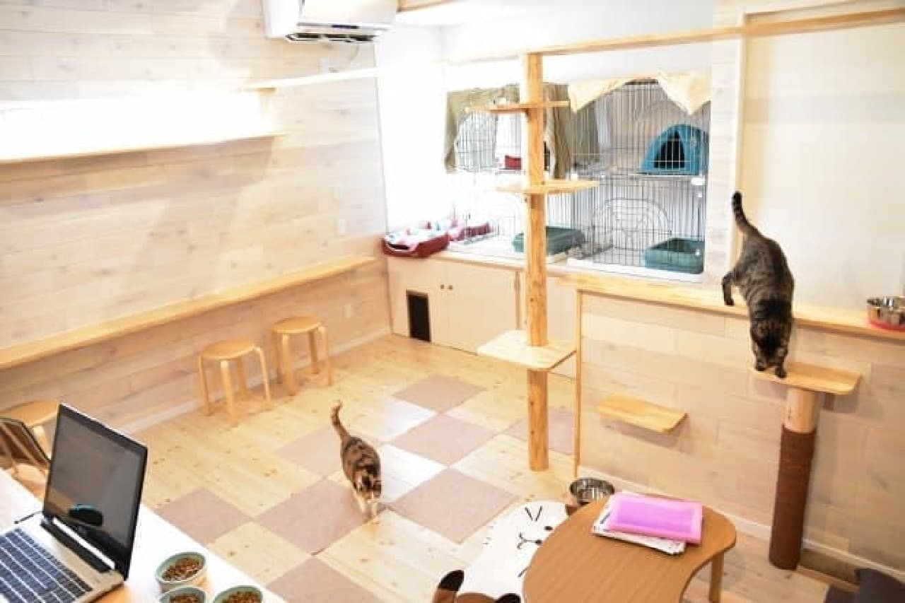 Fukushima's protected cat cafe "Kokoneko"