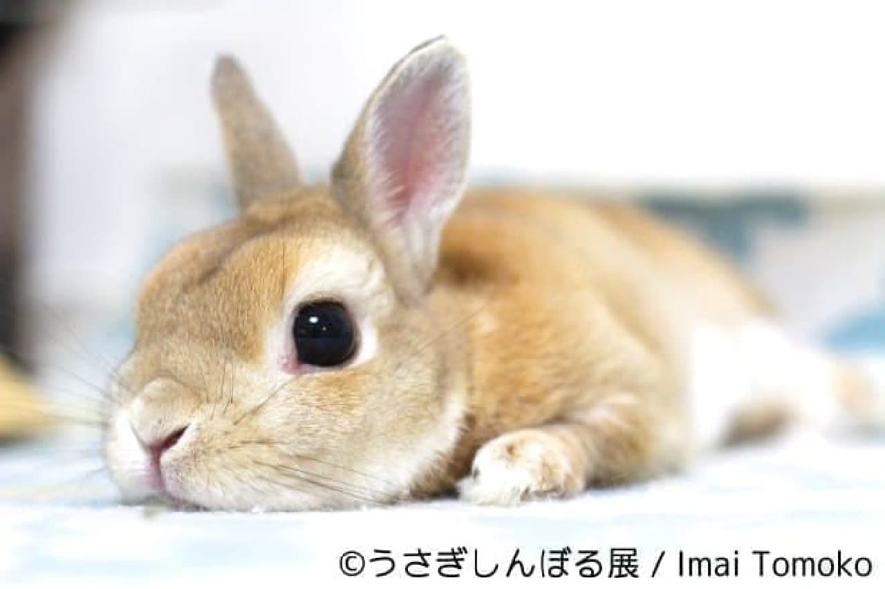Joint Photo & Product Sales Exhibition "Rabbit Shinboru Exhibition"