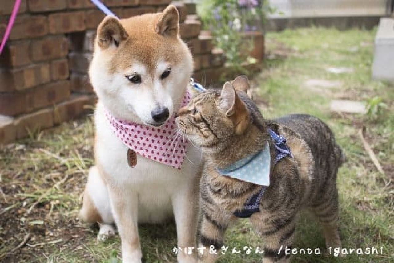 "Cat and Friend Calendar BOOK 2017" by Kenta Igarashi of "Flying Cat"