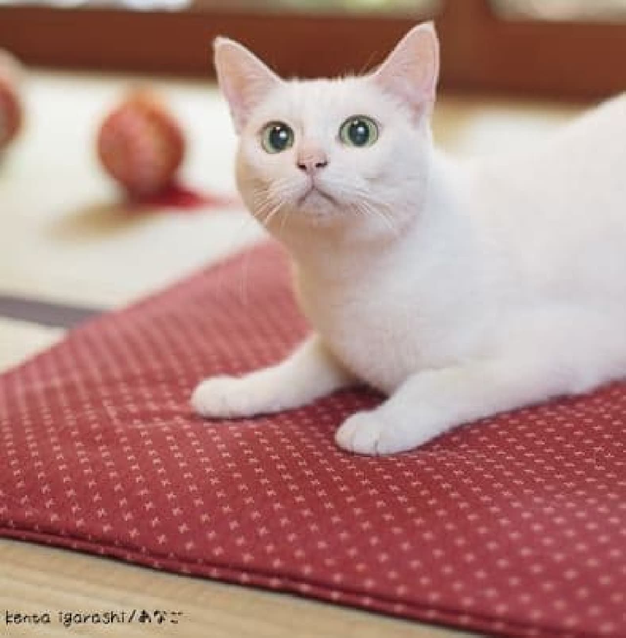 テレビや雑誌で人気のスターネコ ここに集結 飛び猫 の五十嵐健太さんによる ねこはアイドル カレンダーbook17 えんウチ