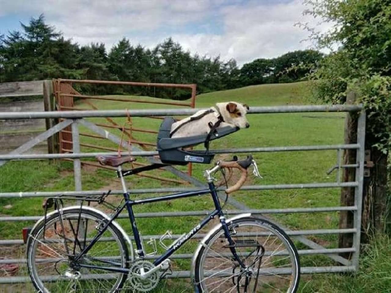 犬専用自転車シート「Buddyrider」