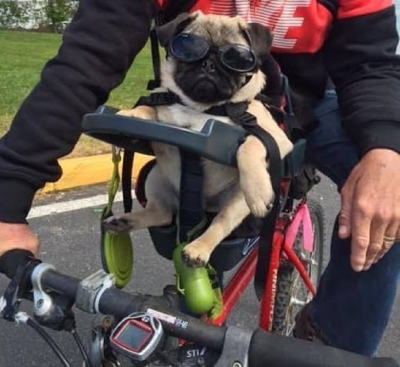 犬専用自転車シート「Buddyrider」