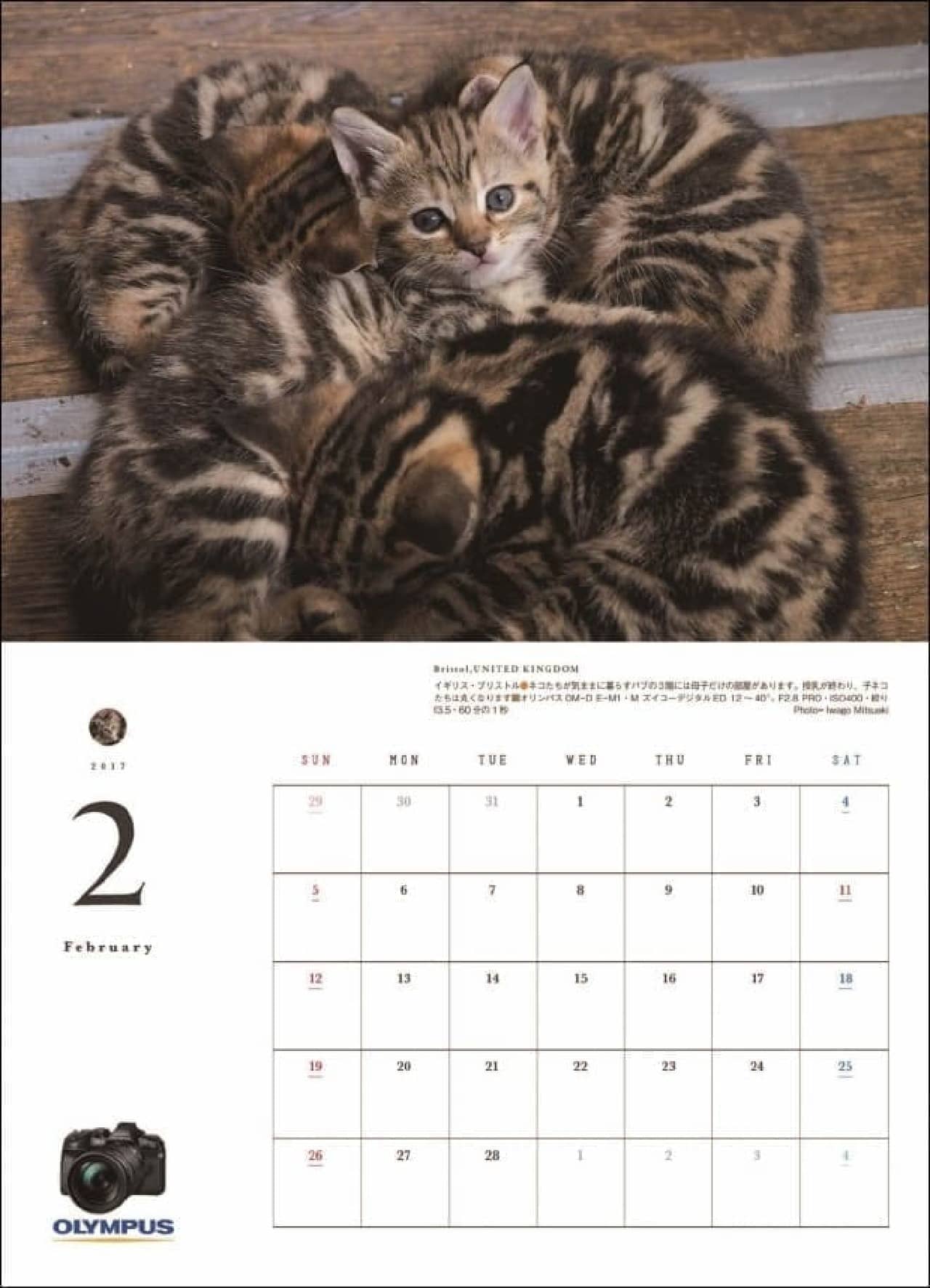 岩合光昭さん撮影の猫カレンダー「猫にまた旅2017」