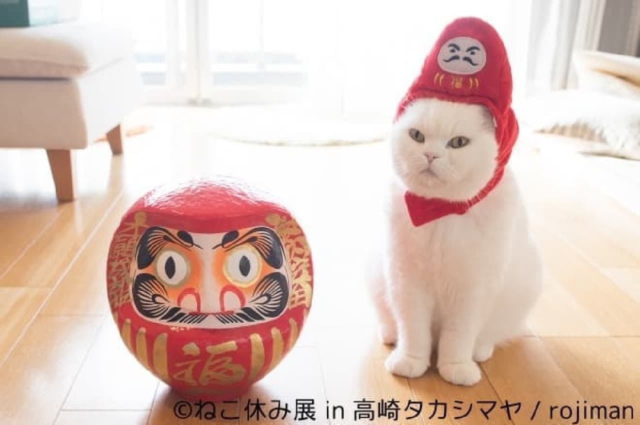 Even Gunma is covered with cats ... "Cat Holiday Exhibition" Traveling Exhibition will be held at Takasaki Takashimaya on December 27th
