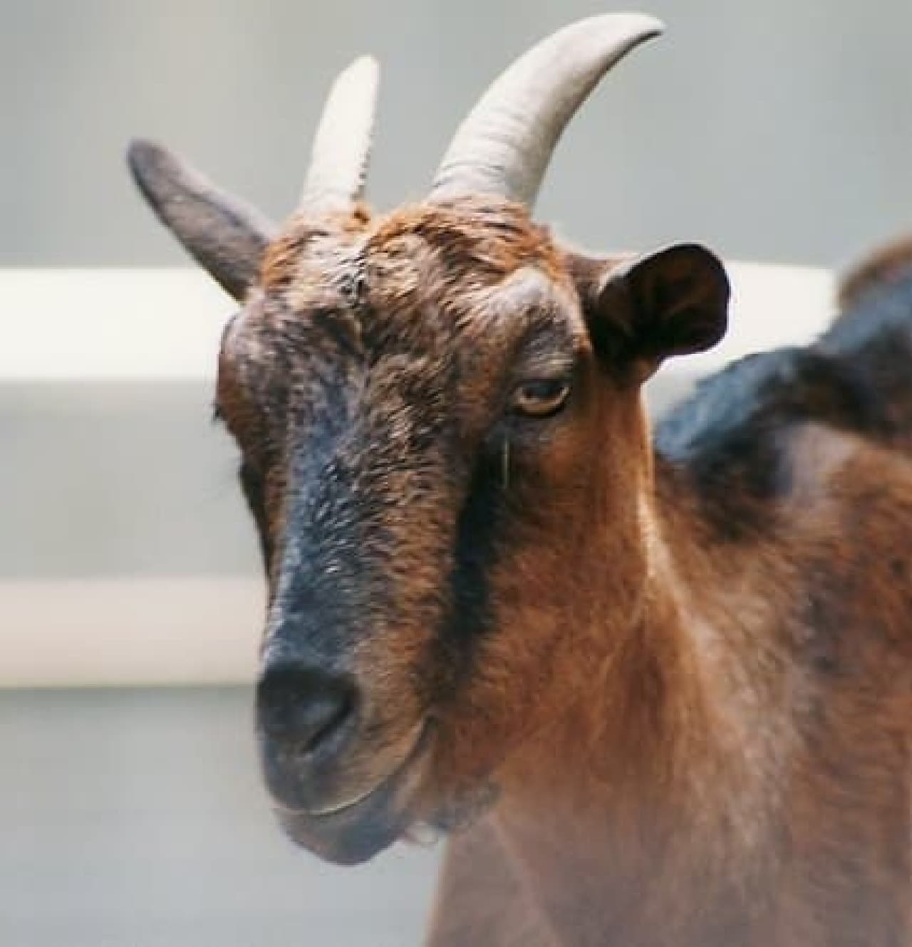 Image of a goat with horns