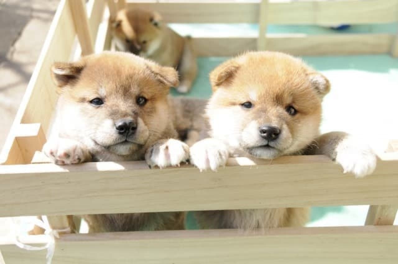 The most popular is "Shiba Inu"! … Favorite dog breed ranking 2016