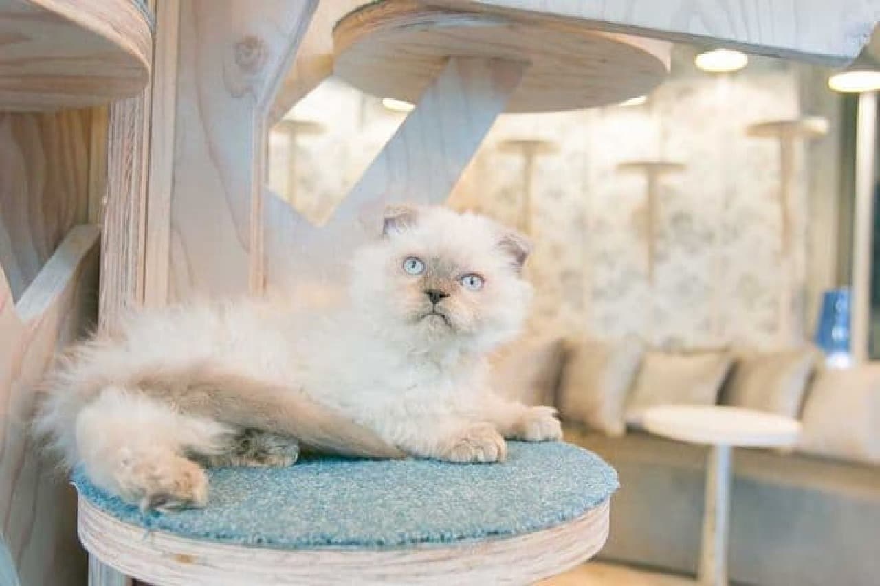 Cat cafe "MoCHA" opens its 6th store on Takeshita Street in Harajuku!