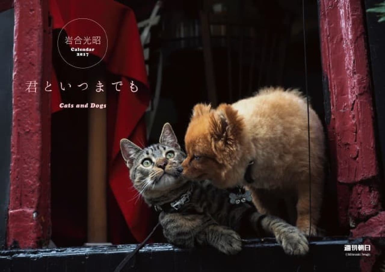 岩合光昭氏の猫写真展
