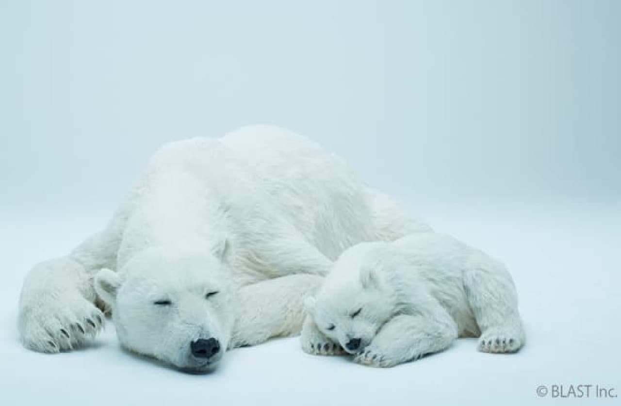 Life-size animal art modeling "Animals As Art" series, polar bear