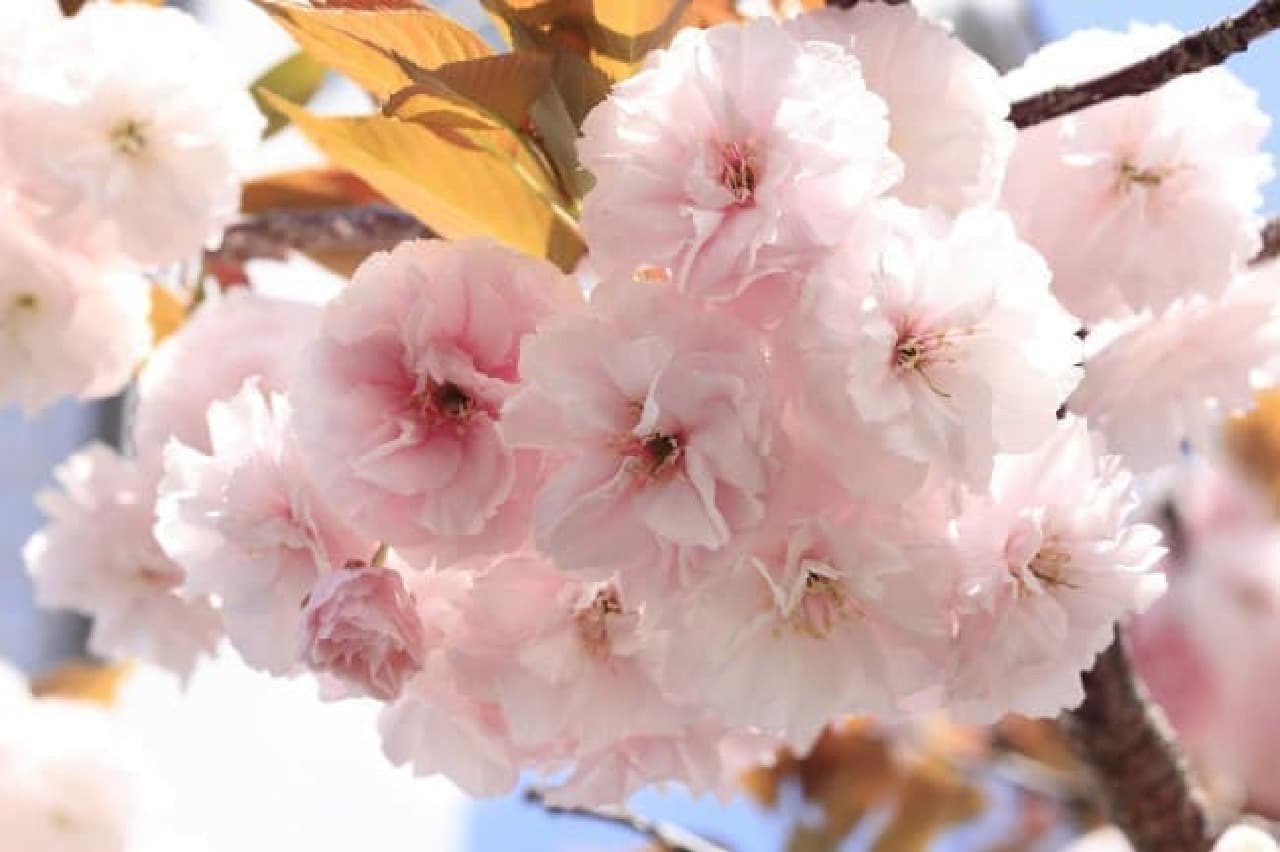「リンレン」から桜エキスを配合した限定シャンプー