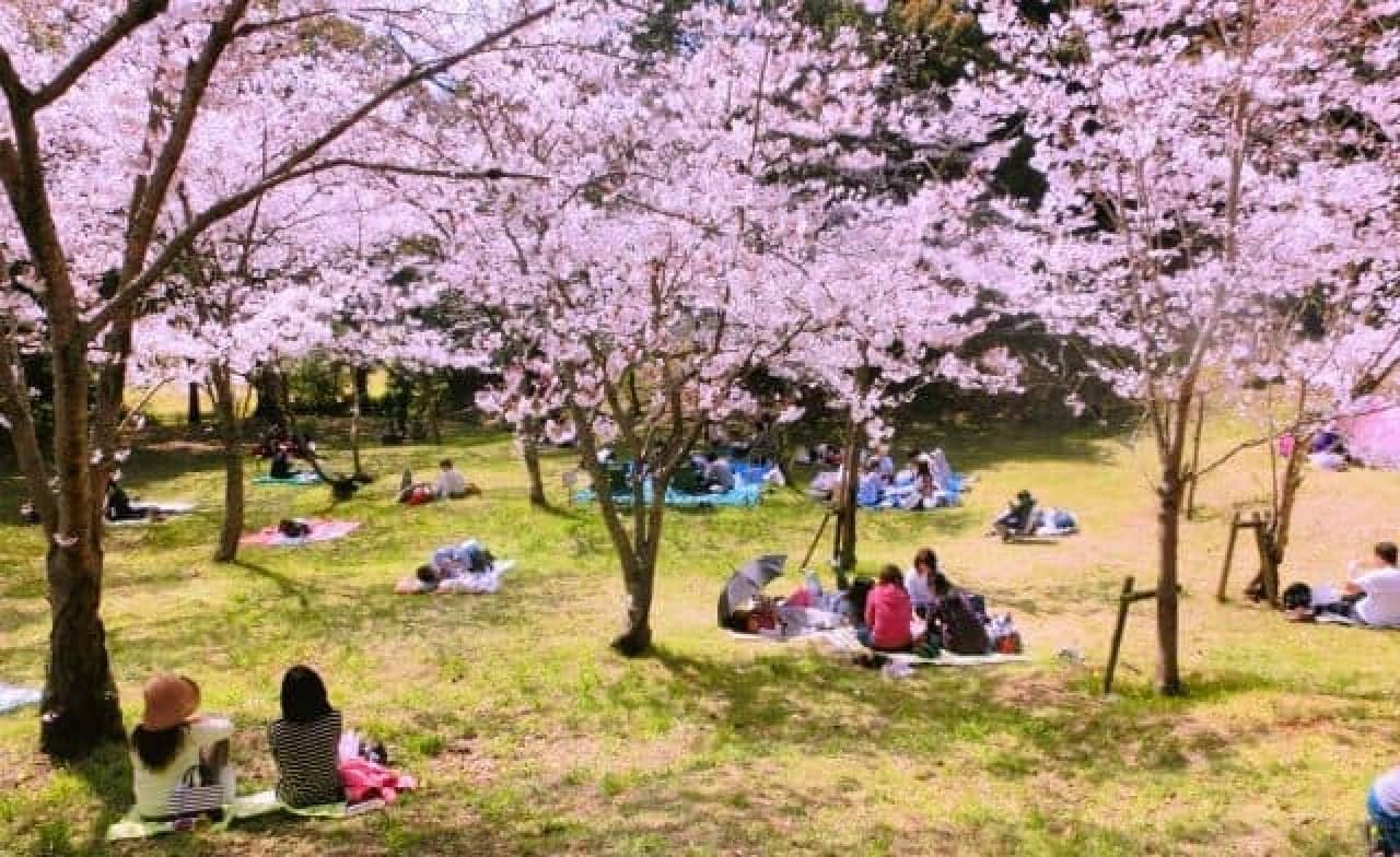Image of cherry blossom viewing