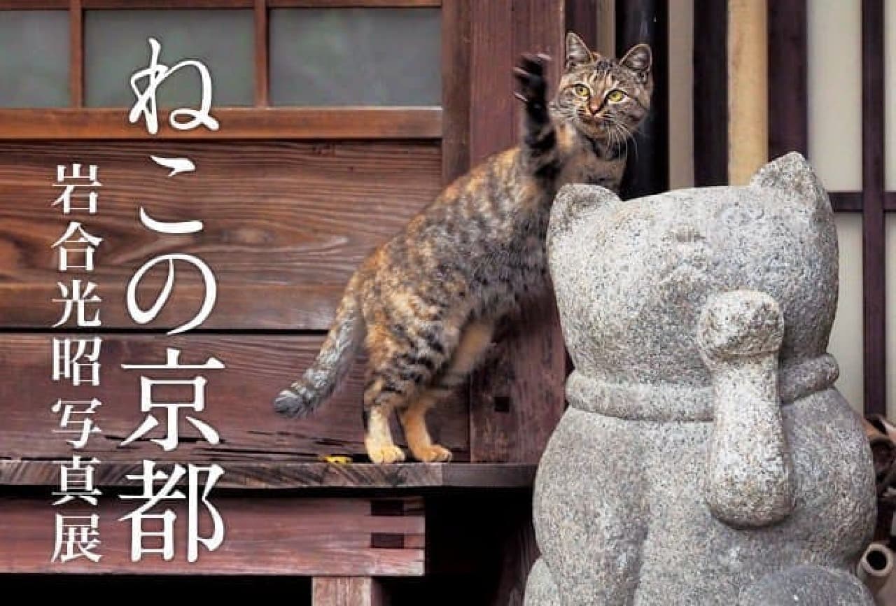 Mitsuaki Iwago's new photo exhibition "Cat Kyoto"