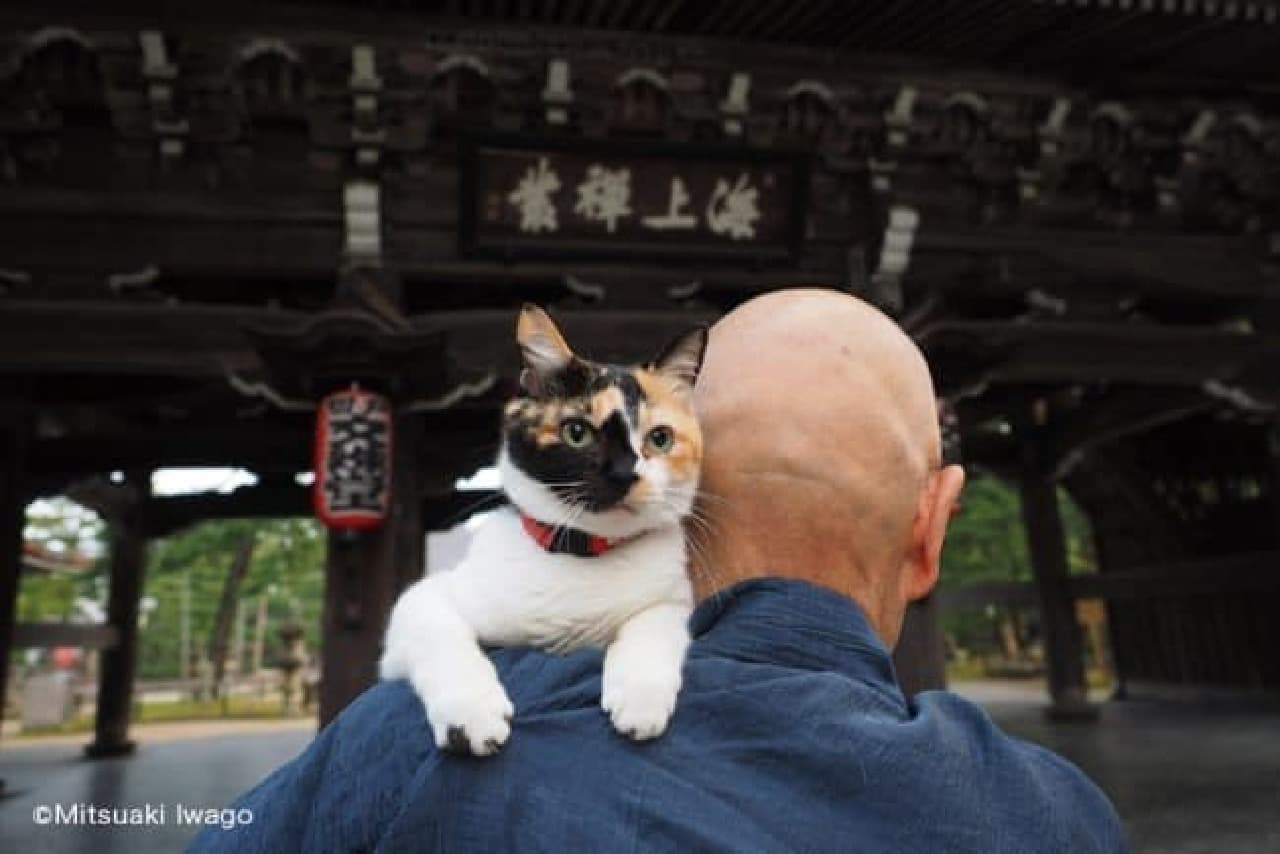 Mitsuaki Iwago's new photo exhibition "Cat Kyoto"