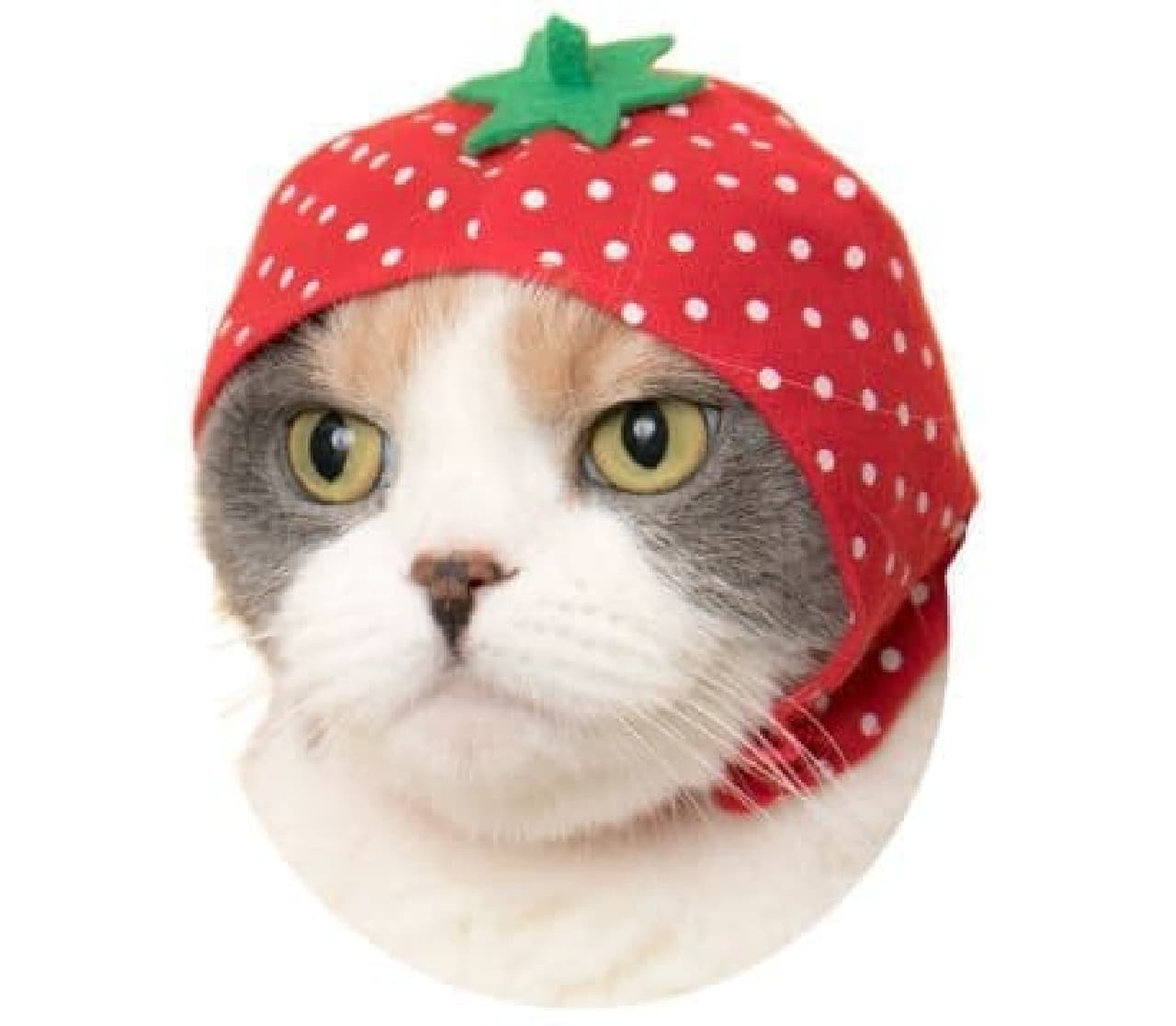 "Cute cute cat fruit-chan" headgear for "cats"