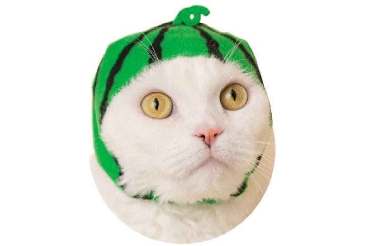 "Cute cute cat fruit-chan" headgear for "cats"